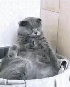 Спит Сплю Кот