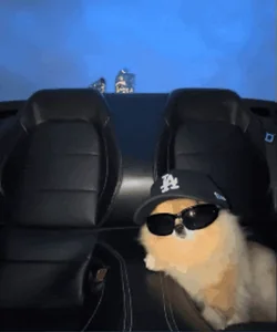 Dog Summer