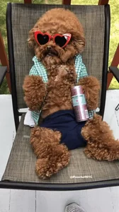 Dog Chilling