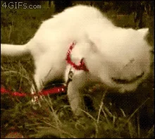 Котик Кошка Кот