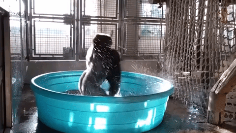b3f78e6a92b9c18b0d62a4be76c58fe3d342e19b2eb9b310319d9b3c7d04427d.gif