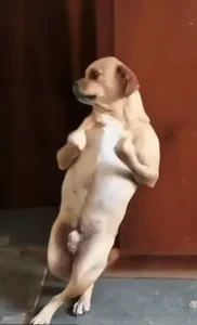 Dance Dog