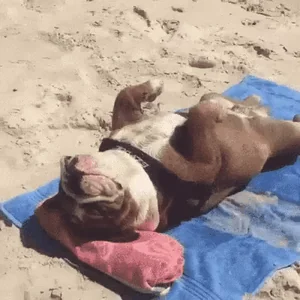 Dog Sunbathing