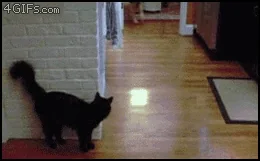 cats and dogs cat