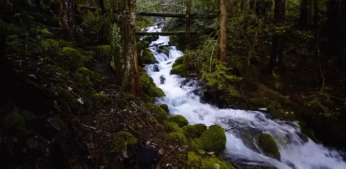 Water Flow Forest