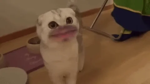 Мяу Кот Рот