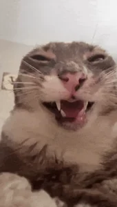 Cat Joke