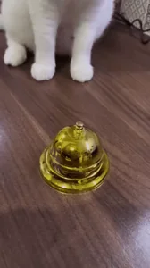 Котик Милый Котенок Смешной Кошка