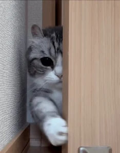 Кот Пока Я Ухожу