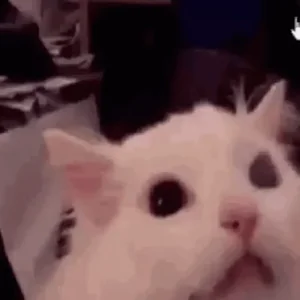 Кот Кричит Кошмар