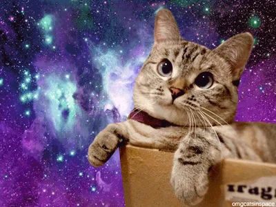 space cat