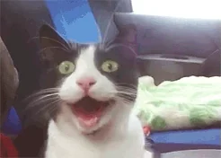 Pandawhale Котик Кошка