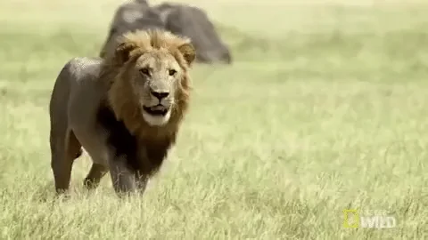 Лев Nat Geo Wild Текут Слюни