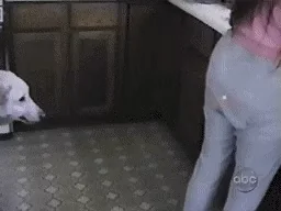 Собака Животные Укус