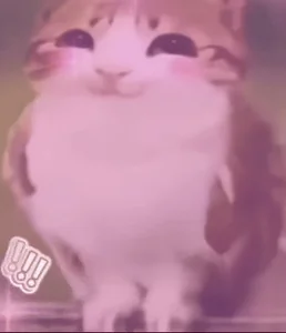 Happy Cat