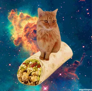 space cat