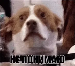 Не Понимаю Что За Фигня Растерянная Собака