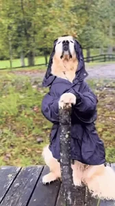 Golden Retriever Wow