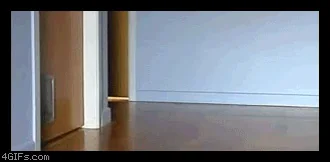 Смешно Прикольно Животные