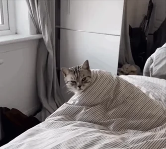 Доброе Утро Котик