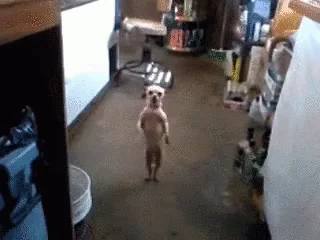 Dog Dancing