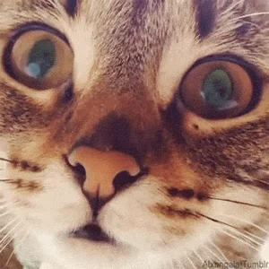 Кот Мяу Большие Глаза