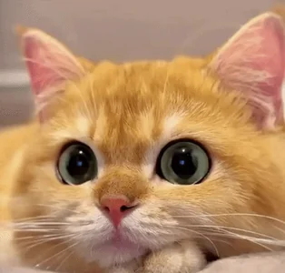 Кот Подмигивает Милый