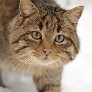 Красавчик Очки Крутой
