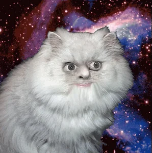 space cat