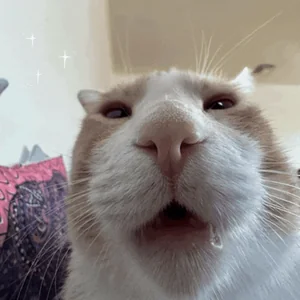 No Brain Cat