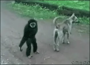 Смешно Драка Прикольно