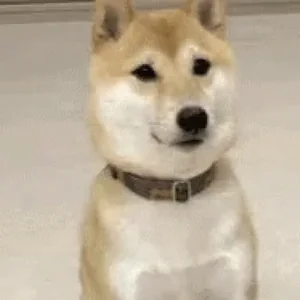 Лайка Собака Да