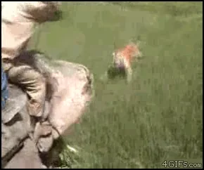 Борьба Тигр Драка