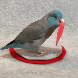 Сердце Любовь Люблю