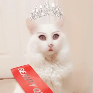 Cat White Snapcat