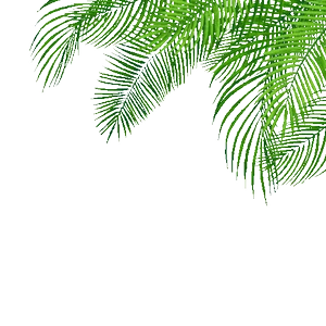 Palm Tree