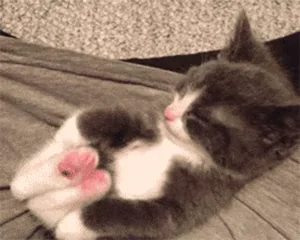 adorable cat