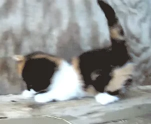 cat