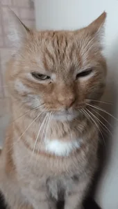 Котик Мем С Котом Кот