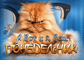 Понедельник Кот Работа