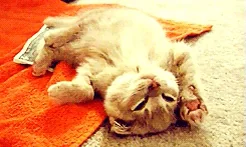Спящий Олень Котик