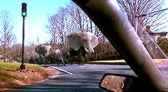 elephants running