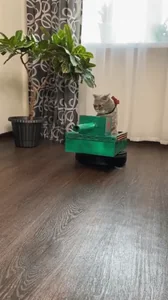 9мая Кот Cat