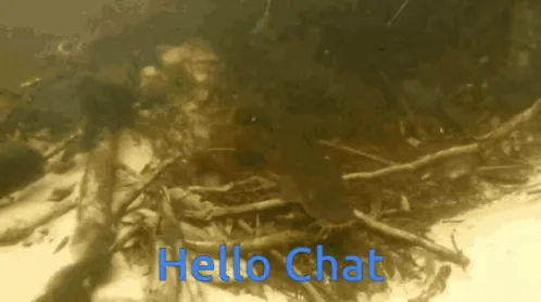 Catfish Hamfish Hello Chat