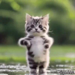 Cat Dancing