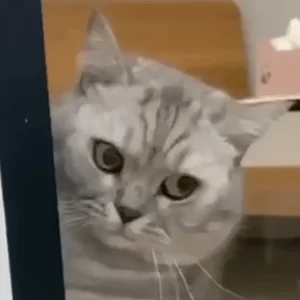 Я В Шоке Что Случилось Шок