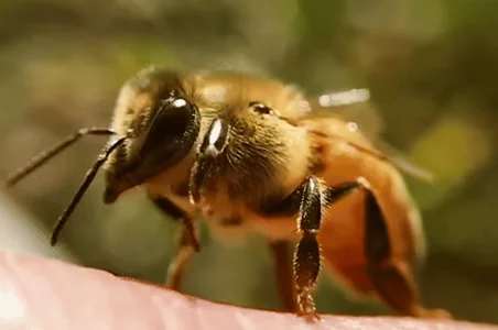 honey bee