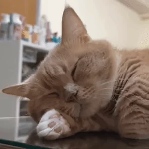 Кот Устал Котик
