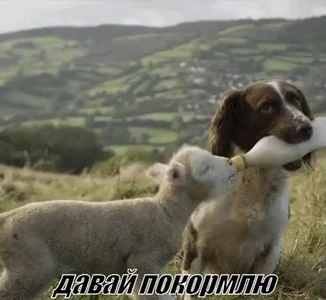 Овца овечка животное собака кормить