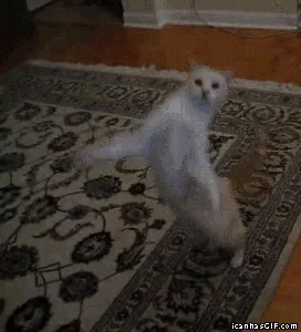 Кот Счастливый Животные
